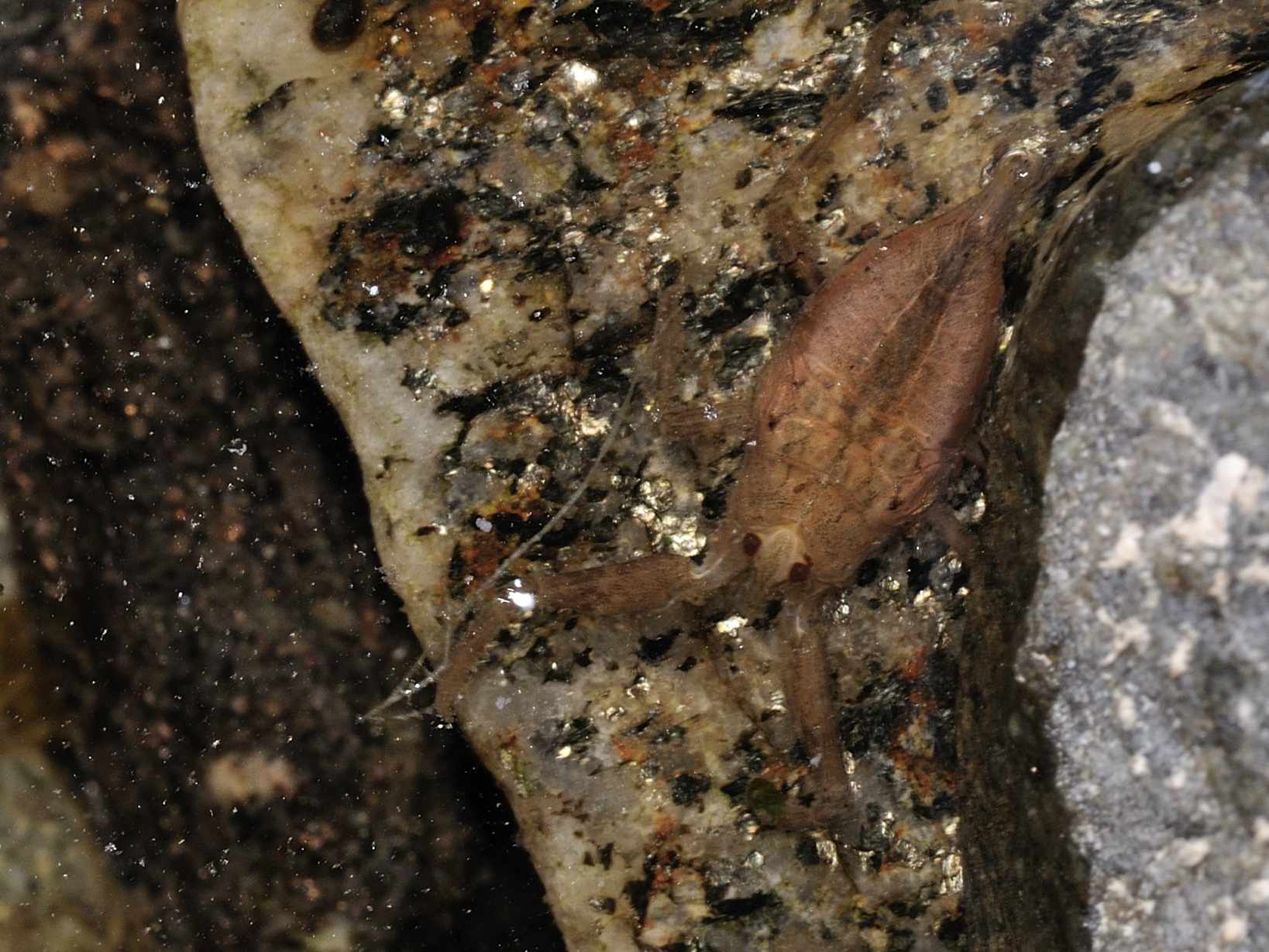 Nepidae: Nepa cinerea (ninfa)